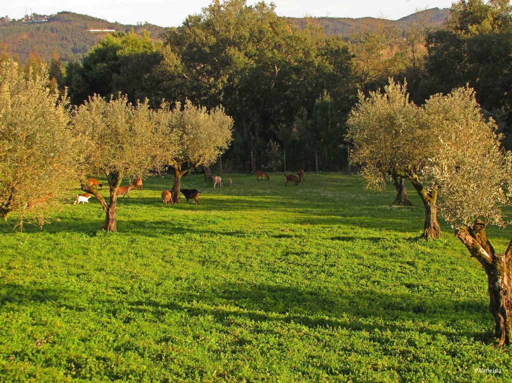 Quinta Do Cerquito Villa Ferreira do Zezere Luaran gambar