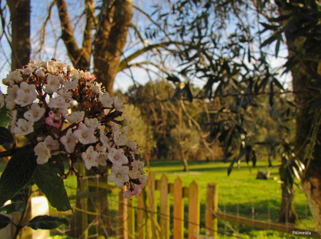 Quinta Do Cerquito Villa Ferreira do Zezere Luaran gambar