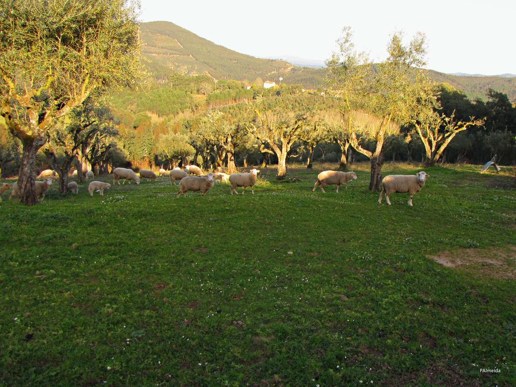 Quinta Do Cerquito Villa Ferreira do Zezere Luaran gambar