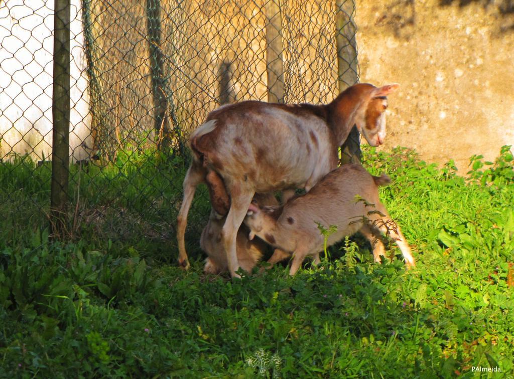 Quinta Do Cerquito Villa Ferreira do Zezere Luaran gambar