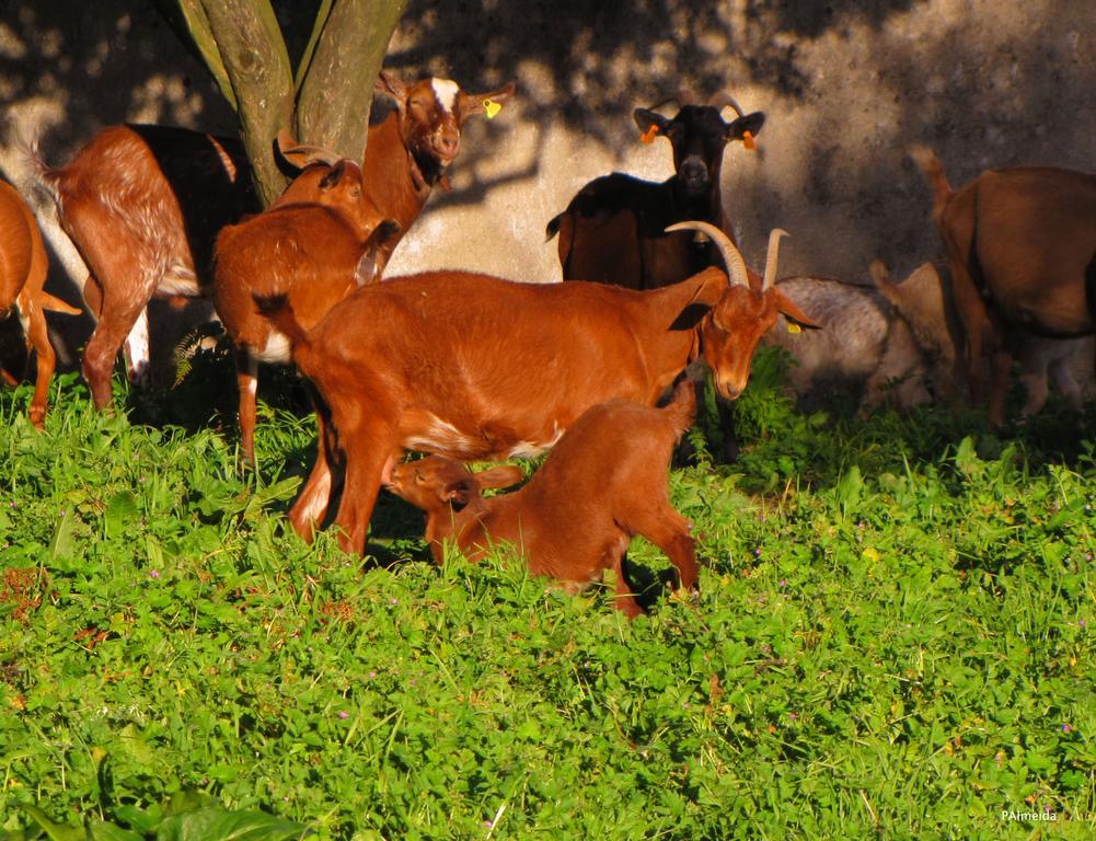 Quinta Do Cerquito Villa Ferreira do Zezere Luaran gambar