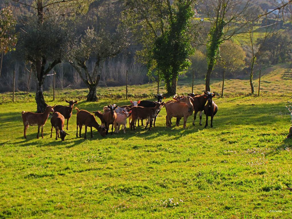 Quinta Do Cerquito Villa Ferreira do Zezere Luaran gambar