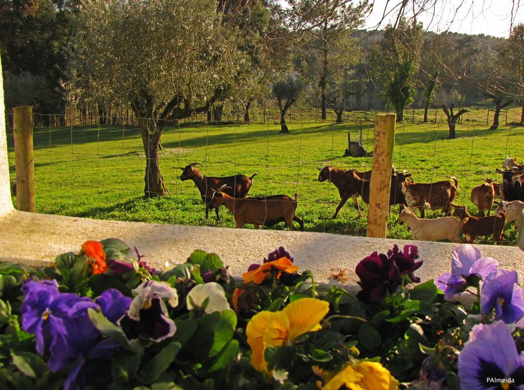 Quinta Do Cerquito Villa Ferreira do Zezere Luaran gambar